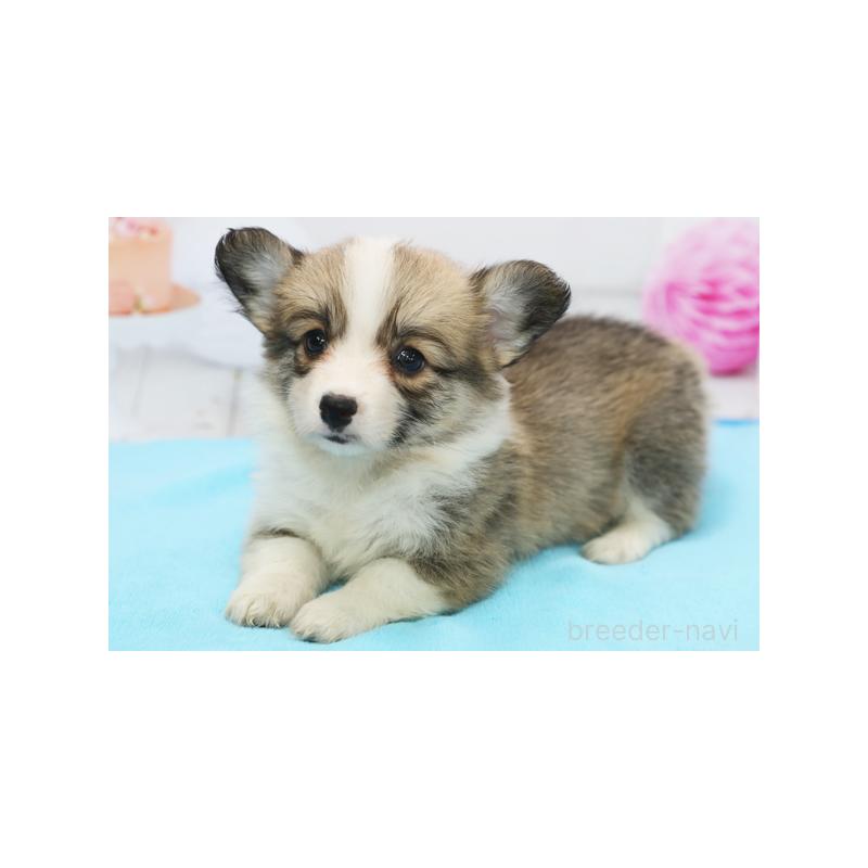 成約済の神奈川県のウェルシュコーギーペンブローク-405200の1枚目